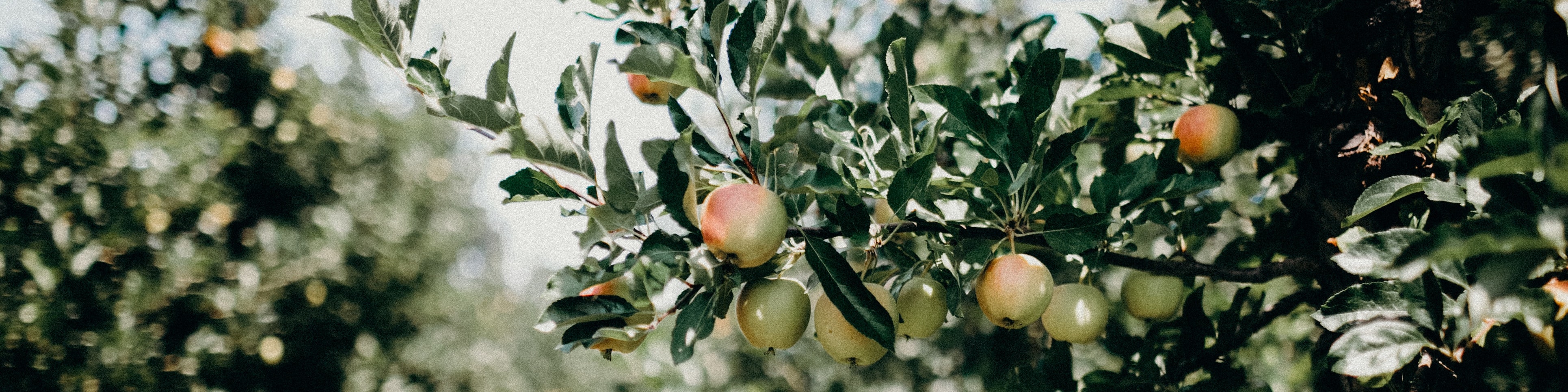all about them Apples